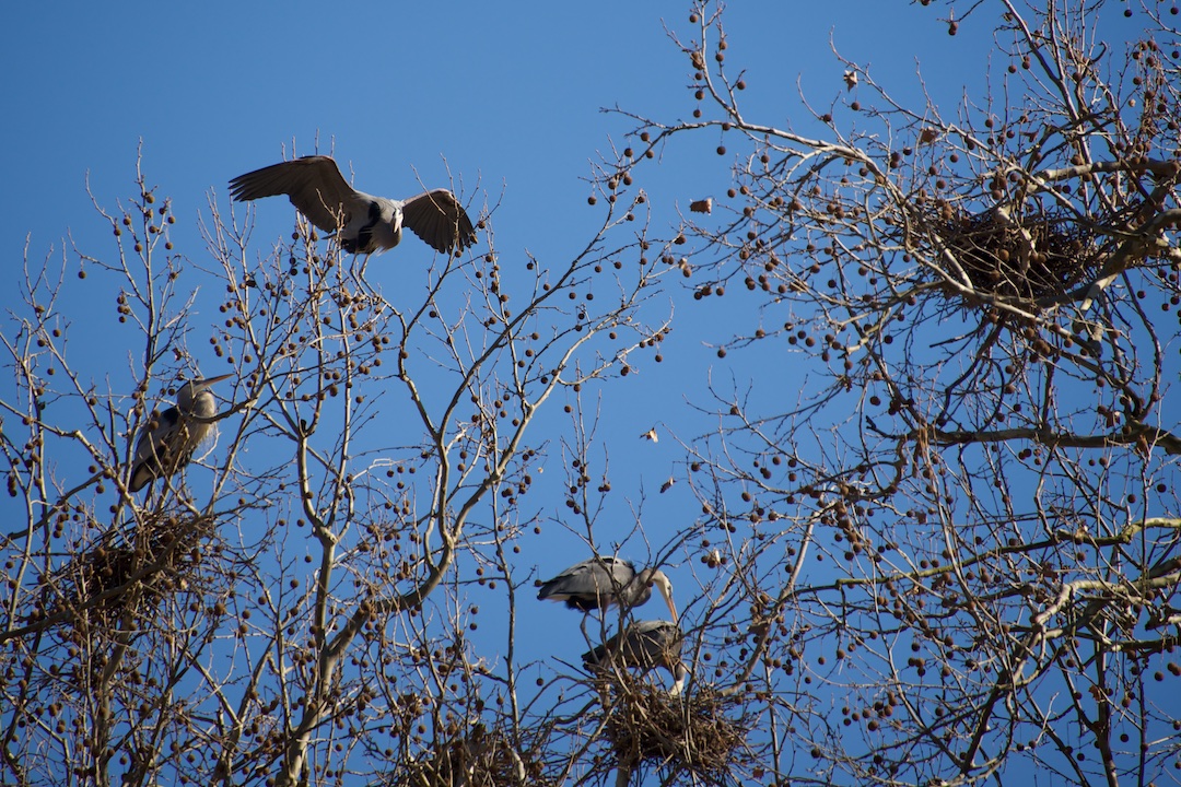 Blue Herons Nest at Cuyahoga Valley National Park